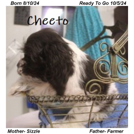 puppy, for, sale, Cocker Spaniel, Joe & Cherri  Overlease, dog, breeder, Miller, MO, dog-breeder, puppy-for-sale, forsale, nearby, find, puppyfind, locator, puppylocator, aca